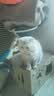 靓贝猫粮 全价全阶段益生臻选通用猫粮幼猫成猫粮 1.5kg 实拍图