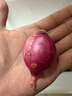 京鲜生山东紫皮小洋葱净重3斤装 新鲜白肉脆甜30g-150g小葱头 源头直发 实拍图