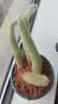 两腿跑教师节多肉植物带盆办公室桌面盆栽组合绿植花卉幼儿园盆栽 九尾狐(带盆栽好) 实拍图
