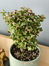 盆栽水培多肉植物室内花卉办公老桩绿植净化好养肉肉盆景 老桩金枝玉叶(独杆棒棒糖形)原盆 含盆 晒单实拍图