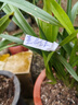 劉閣蘭花超香建兰四季兰当年开花壮苗满屋飘香室内四季常青花卉盆栽草 5苗连体【蓝山红素】 实拍图