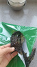 正宗霞浦免洗紫菜无沙无料包干货头水紫菜新鲜蛋花汤煲汤商用 圆饼紫菜【8g*2包】 实拍图