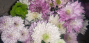 【直播专属】混色小雏菊5枝（长度50-60CM） 1份 实拍图