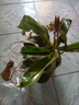急兔猪笼草盆栽捕蝇草驱蚊草巨夹捕蝇草庭院绿植猪笼草原盆土源头直发 实拍图