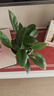 双盟金钻盆栽绿公主办公室客厅绿植盆栽吸毒王吸甲醛好养易活源头直发 实拍图