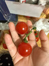 京鲜生 &一颗大 樱桃串番茄爆汁西红柿净重418g*2盒源头直发包邮 实拍图