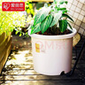 爱丽思（IRIS）Deepot花盆加厚树脂控根圆口绿萝绣球月季多肉发财树塑料加仑花盆 10号白色(口径约32.8cm)约15L 实拍图