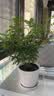 京云梦迷迭香盆栽香草室外驱蚊虫好观叶植物迷迭香植物条纹盆源头直发 实拍图
