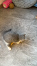 欢宠网猫玩具猫咪逗猫棒猫薄荷磨牙棒自嗨解闷神器磨牙猫猫小猫幼猫宠物 实拍图