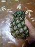 正宗海南金钻凤梨新鲜水果当季树上熟芒果凤梨【催熟食用】 1粒装单果500g-650g【7成熟，催熟再吃】 实拍图