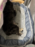华元宠具（hoopet）狗窝保暖可拆洗中大型犬冬季狗床柴犬狗狗垫子睡垫宠物垫人类狗窝 实拍图
