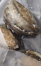 金唐鲜冻大鲍鱼净重500g/ 10头鲍 带壳鲍鱼肉 贝类海鲜生鲜火锅烧食材 实拍图