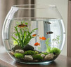 易萌 小鱼缸 金鱼缸 小型桌面鱼缸 家用客厅鱼缸 圆形玻璃鱼缸20cm 实拍图