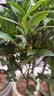 花翁大红赤丹茶花树苗室内盆栽绿植阳台盆景庭院植物年宵花卉源头直发 实拍图