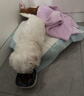 果粒之星纯种比熊犬幼犬活体双血法国卷毛微笑天使白色比熊活体贵族宠物狗 宠物级 实拍图