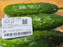 【水果菜】东北旱黄瓜约550g 实拍图