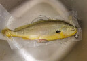 鲜京采 冷冻三去黄花鱼(宁德大黄鱼)1700g (5条装)  礼盒 生鲜海鱼  实拍图