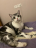素力高进口无谷猫粮 美毛顺毛 优质鲜肉蛋白  幼猫成猫老年猫全价猫粮 【全能美毛丨双包轻享】鲜肉美毛3磅*2/2.72kg 实拍图