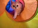 猫玩具自嗨解闷神器猫隧道小猫咪迷宫通道钻洞猫窝宠物用品 【耐抓无异味】S型彩虹隧道125cm（带球） 实拍图