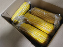 京鲜生东北黄玉米棒200g×8棒25年新玉米 真空黏玉米 多种包装 源头直发 实拍图