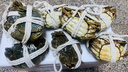【活蟹】湖中秋色六月黄大闸蟹2.0-2.3两8只去绳螃蟹鲜活海鲜生鲜水产送礼盒源头直发 实拍图
