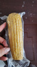 京鲜生 东北黄玉米净重3.6斤 8根*220g+ 真空包装加热即食 源头直发 实拍图