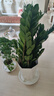 叹为观止大型植物发财树各种大颗盆栽开业乔迁客厅办公室内好养大型花卉 金钱树【80厘米-1米】 含盆 实拍图