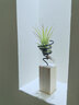 叹为观止空气凤梨鲁布拉无土植物桌面绿植盆栽办公室内花卉 套餐一 含盆 实拍图
