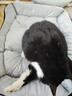 憨憨乐园 宠物猫窝狗窝M猫咪睡袋猫房子幼犬床秋冬大型泰迪四季垫子通用款 实拍图