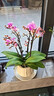【组好盆发货】带花带花苞年宵花蝴蝶兰室内花卉盆栽客厅四季开花 粉色系3剑蝴蝶兰【品种随机】北欧盆 晒单实拍图