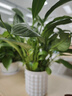 行湘白掌绿植盆栽桌面花卉水培 白掌+白色塑料泡泡吸水盆 源头直发 实拍图