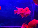 宠翰血鹦鹉鱼增红增色鱼食 观赏鱼热带鱼地图罗汉发财鱼小颗粒2斤 实拍图