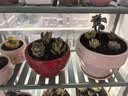 花盆绿植盆栽大口径拼盘多肉陶瓷素烧透气粗陶桌面绿植手绘小花盆 SK阳光花朵组合5个 【看图标注】 实拍图