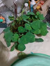 肉总管【四季种植】碗莲种子水培植物室内绿植盆栽彩色睡莲荷花种子花卉 混色碗莲10粒+碗莲盆+营养液 实拍图