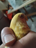 万宠汇 鸟活体虎皮鹦鹉笼养牡丹玄风活鸟学说话手养小太阳鹦鹉宠物鹦鹉 黄桃牡丹鹦鹉1只（公母备注） 实拍图