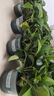 绿有意绿萝盆栽室内植物花卉绿植水培长藤垂吊大叶绿箩新房家用吸除甲醛 120原盆储水绿萝10盆+壶+10肥 带盆带土发货 实拍图