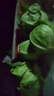 湖北农家新鲜扁包菜圆白菜卷心菜水果甘蓝蔬菜凉拌清炒火锅食材 新鲜包菜2.5-3斤含箱 实拍图