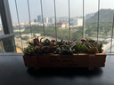 花艺萌多肉植物组合盆栽含盆含土创意diy拼盘花盆肉肉植物室内绿植花卉 随机10个多肉加木盒 含盆 实拍图