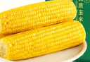 十月稻田 四平黄甜糯玉米 8根 3.52斤 东北黏玉米棒 真空包装 非转基因 实拍图