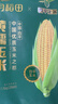 十月稻田 四平黄甜糯玉米 8根 3.52斤 东北黏玉米棒 真空包装 非转基因 实拍图