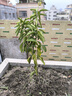 CHUANGSHIJI沙糖桔树苗南方北方种植橘子树苗柑桔果树果苗嫁接砂糖地栽盆栽 3年苗 (当年结果 死苗包补) 81cm(含)-110cm(含) 实拍图