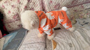 华元宠具（hoopet）狗狗衣服冬天保暖四脚羽绒服宠物小型犬比熊柯基棉服泰迪冬季衣服 【加厚加绒】四脚棉服 橘 L：背长33cm【建议7-9斤】 实拍图