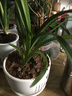 艾莹四季兰花苗兰宝石中矮种夏带花苞出售浓香花卉新手好养盆栽 蓝宝石 2苗连体 实拍图