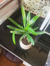 八芽迷你盆栽绿植室内桌面办公室好养花卉小盆景四季常青植物净化空气 罗汉松-白小雪梨盆-竹底托 带盆栽好 实拍图