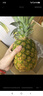 佳农 黑钻菠萝1粒装 巨无霸 菲律宾凤梨 净重3.6斤 生鲜水果 包邮 实拍图