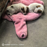 中华田园犬小型长不大适合小孩家养的高智商狗狗活物狗崽狗仔幼犬 田园级 小花狗+狗粮+狗笼+包邮 公 实拍图