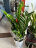 叹为观止大型植物发财树各种大颗盆栽开业乔迁客厅办公室内好养大型花卉 金钱树【80厘米-1米】 含盆 实拍图