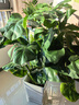叹为观止大型植物发财树各种大颗盆栽开业乔迁客厅办公室内好养大型花卉 龟背竹【1-1.2米】 含盆 实拍图