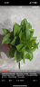 绿有意绿萝盆栽室内植物花卉绿植水培长藤垂吊大叶绿箩新房家用吸除甲醛 120绿加伦吸水绿萝10盆+壶+10肥 带盆带土发货 实拍图