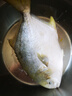 翔泰海南深海金鲳鱼700g 2条 火锅 生鲜鱼类 BAP认证 海鲜水产  实拍图